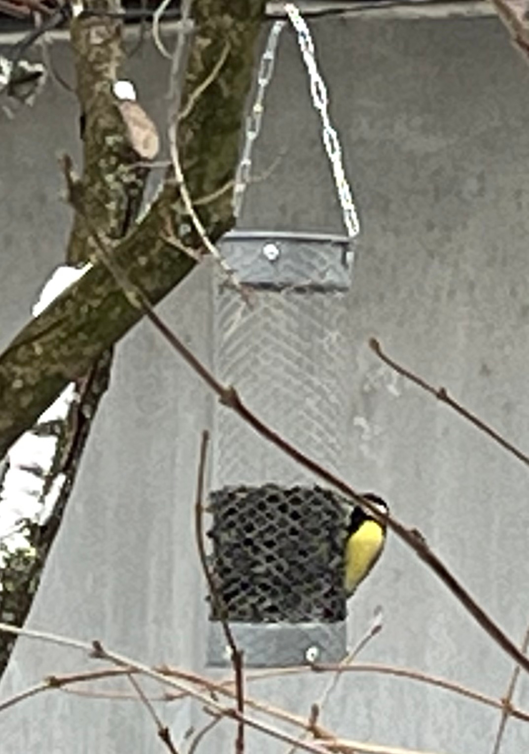 Наши кормушки в парке «Усадьба Трубецких».